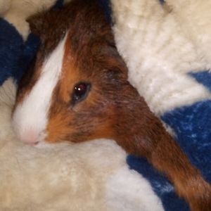 Meet your Posher, Norma